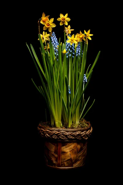 Frühlingsblumen — Stockfoto