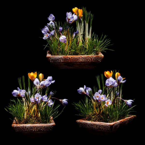 Flores de primavera de azafrán —  Fotos de Stock