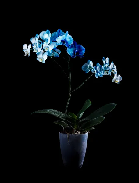 Orquídea azul — Fotografia de Stock