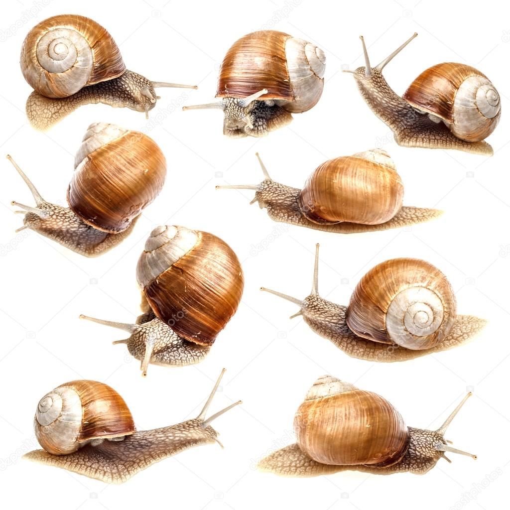 Snail collection