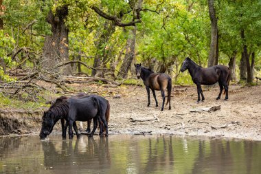 Romanya 'nın Tuna Deltası' ndan Letea ormanında vahşi atlar içiyor