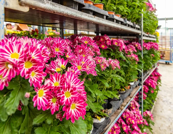 Crisantemos Plantas Con Hermosas Flores Rosadas Granja Invernadero — Foto de Stock