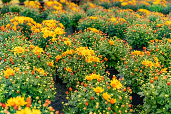Flowers Production Cultivation Close Chrysanthemums Plantation Nursery — Stock Photo, Image