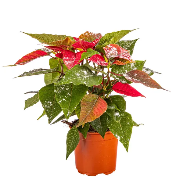 Flor Poinsettia Roja Navidad Con Decoración Nevada Sobre Fondo Blanco — Foto de Stock