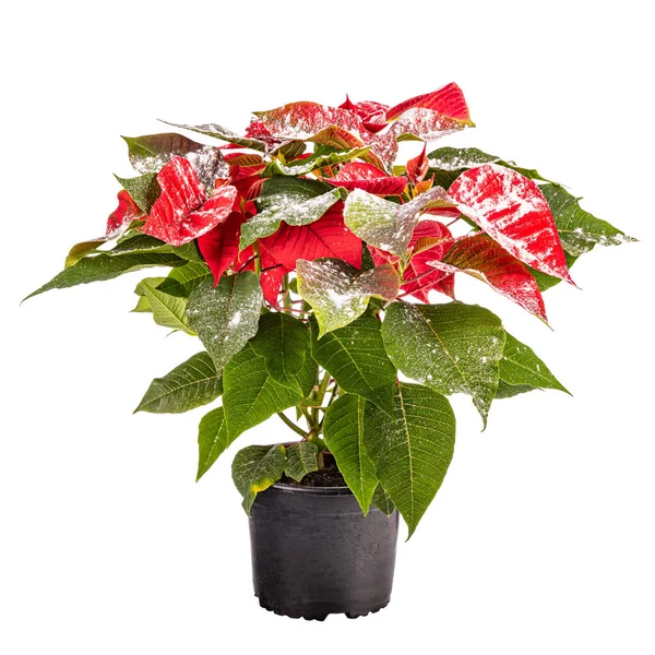 Flor Roja Navidad Con Decoración Nevada Sobre Fondo Blanco Poinsettia — Foto de Stock