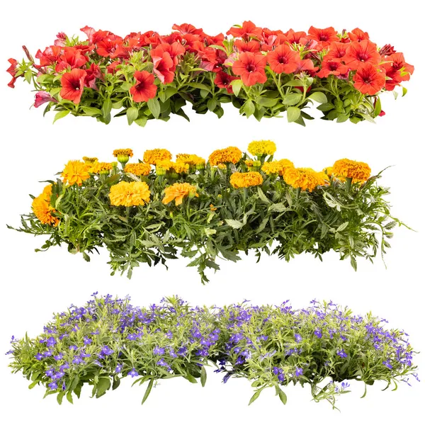 Set Med Vackra Sommar Balkong Blommor Rader Isolerade Vit Bakgrund — Stockfoto