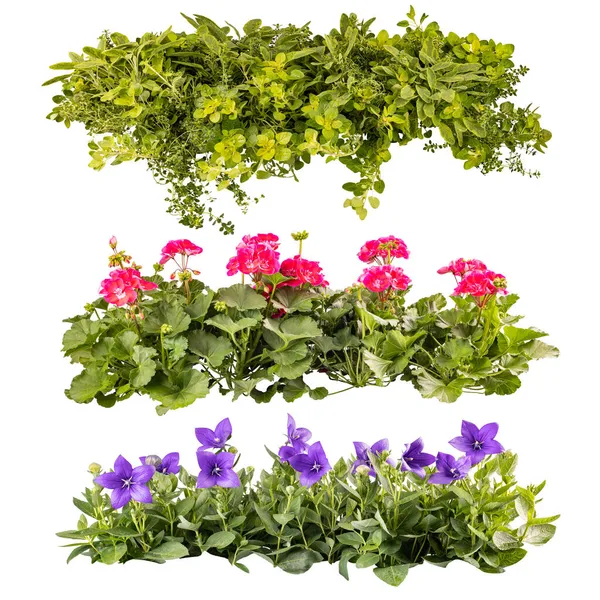 Koláž Krásné Letní Balkon Květiny Řadách Izolované Bílém Pozadí — Stock fotografie