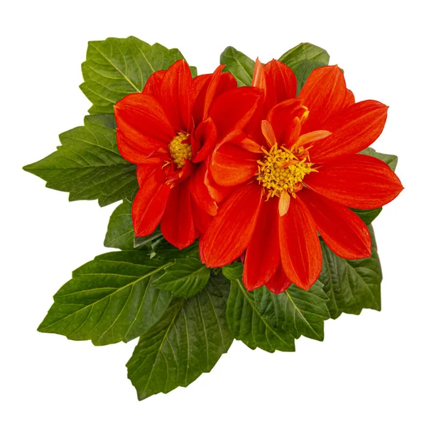 Плоский Шар Червоної Квітки Далії Ізольований Білому Тлі Вид Зверху — стокове фото