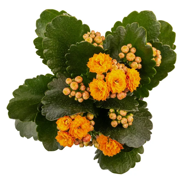 Kalanchoe Blossfeldiana Oranžovou Květinou Izolované Bílém Pozadí — Stock fotografie