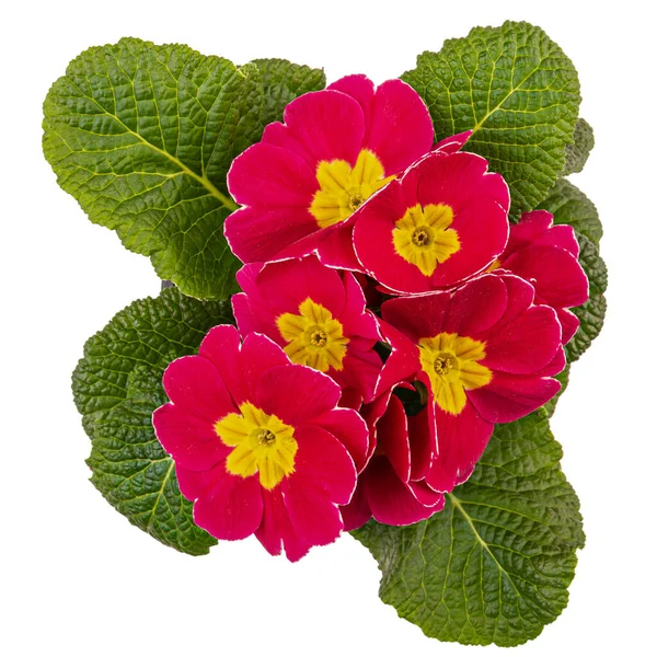 Red Primrose Yellow Centres Isolated White Background Top View — Zdjęcie stockowe