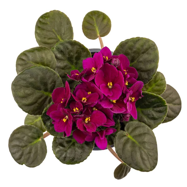 Blossoming Deep Blue Purple Colored African Violet Flower Saintpaulia Isolated — Stock Fotó
