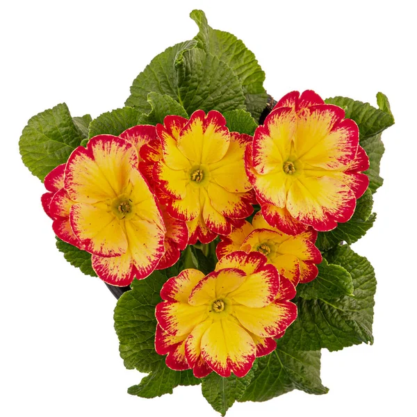 Tweekleurig Rood Geel Priemrozen Bloem Primula Vulgaris Geïsoleerd Witte Achtergrond — Stockfoto