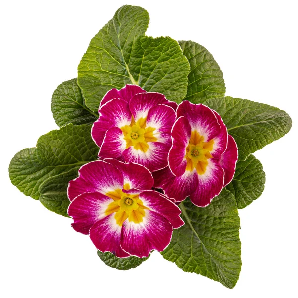 Red Primrose Blossoming Yellow White Centres Green Leaves Primula Vulgaris — Foto Stock