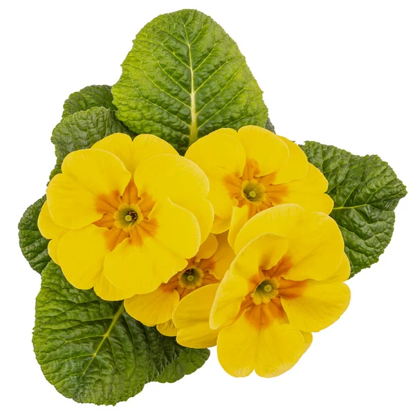 Gele Lenteprimrozen Bloem Primula Vulgaris Geïsoleerd Witte Achtergrond Bovenaanzicht — Stockfoto