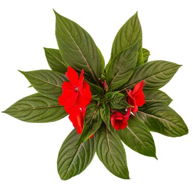 Beyaz zemin üzerinde kırmızı impatiens walleriana çiçekleri, üst görünüm, düz yatıyordu