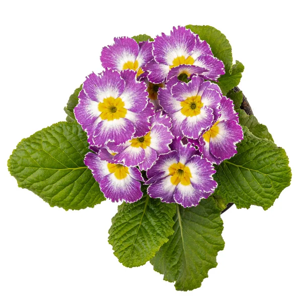 Ovanifrån Ljusrosa Primula Isolerad Vit Bakgrund — Stockfoto