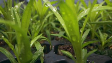 Çiçek filizleri filizleniyor bir filizlenme tepsisinde