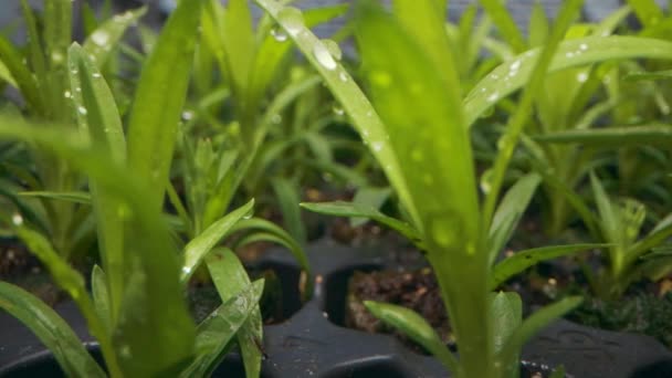 Flower Seedlings Sprouting Seedling Tray Plant Nursery — Stock Video