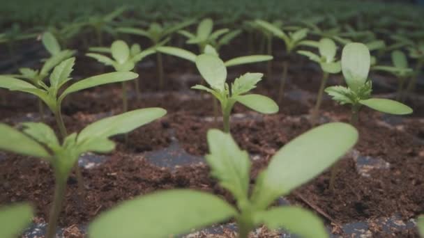 Veel Van Groene Zaailingen Groeien Een Potplant — Stockvideo