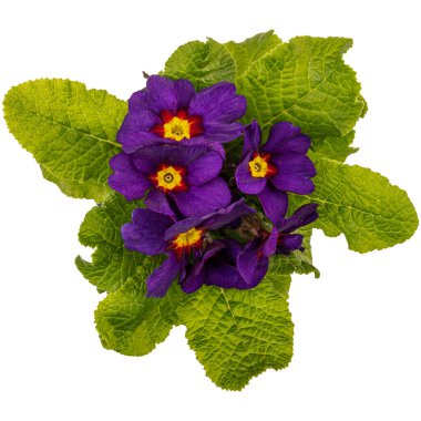 Primula kobalt mavisi çuha çiçeği beyaz arka planda parlak sarı bir merkez ile süslenmiş.