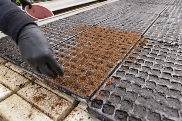 苗を育てるためのプラスチックトレイに土を入れる労働者 — ストック写真