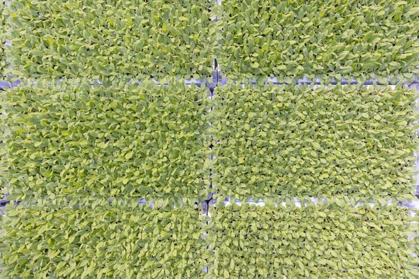 Invernadero Industrial Con Hileras Cultivo Bandejas Grandes Con Plantas Flores —  Fotos de Stock