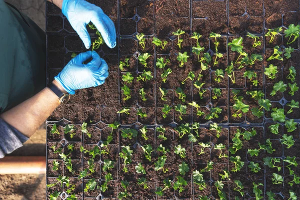Plantera Geraniumstam Ovanifrån Bild Kvinnliga Händer Handskar Som Håller Grön — Stockfoto