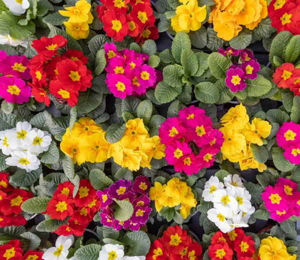 Wielokolorowe Kwiaty Prymuli Ogrodowej Widok Góry Pierwiosnek Primula Vulgaris Kwiat — Zdjęcie stockowe