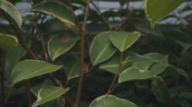 Çiçekler arasında fidanlıkta kamera hareketi, çiçeklerden uzakta kamera hareketi, 4k video..