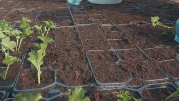 温室内の大きなトレイにペラルゴニウムの苗を植え 閉じる — ストック動画