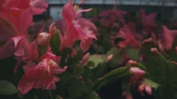 在温室开花的圣诞仙人掌之间的相机运动 4K镜头视频 — 图库视频影像