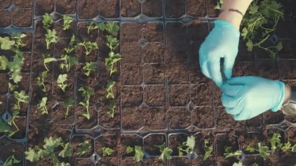 温室内の若いペラルゴニウム植物の列の植え付け トップビュー — ストック動画