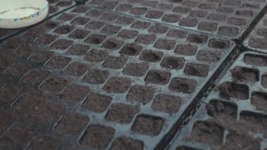 Bir seradaki fidanlar için plastik hücrelere tohum ekme, 4k video çekimi..