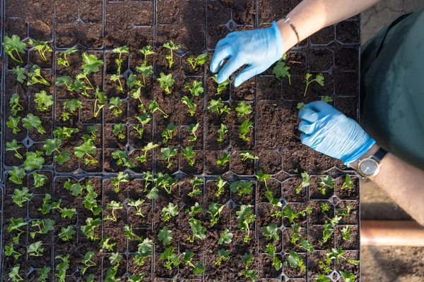 Fiatal Pelargonium Növények Ültetése Üvegházakban Felülnézet Stock Kép