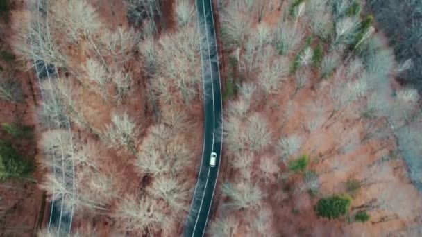 Drone Cinematográfico Volando Sobre Carretera Bosque Pinos — Vídeos de Stock