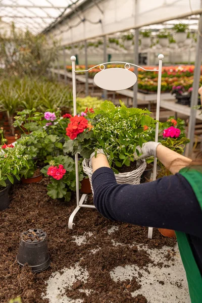 ようこそバスケットの花の鍋に花の組成を植える女性 — ストック写真