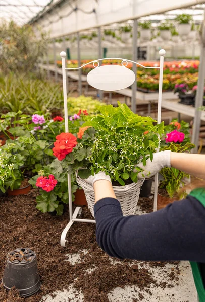 在现代温室里 妇女在受欢迎的篮子花盆里种植花卉 — 图库照片
