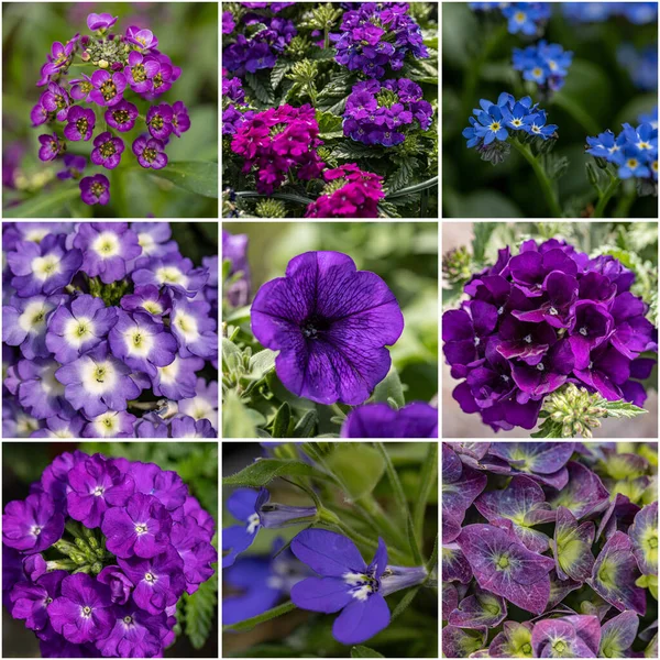 Purple Flowers Collage Fresh Spring Flowers Collection — Stock Fotó