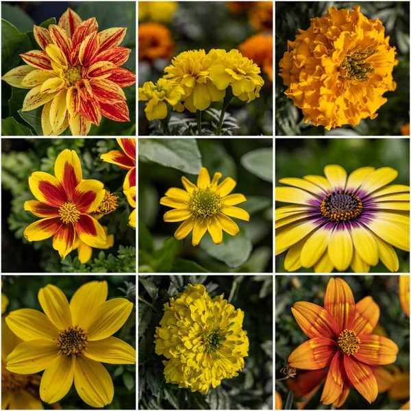 Collection of yellow flowers, spring flower collage