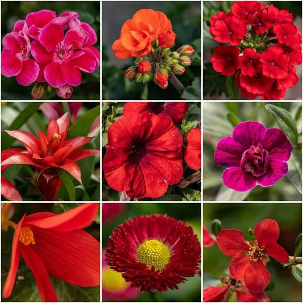 Kırmızı Çiçekler Kolajı Taze Bahar Çiçekleri Koleksiyonu — Stok fotoğraf