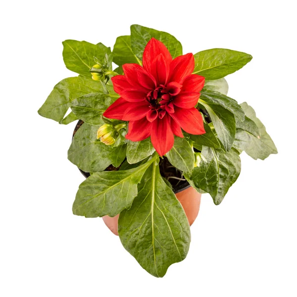 Dahlia Red Flower Pot Isolated White Background — Stock fotografie