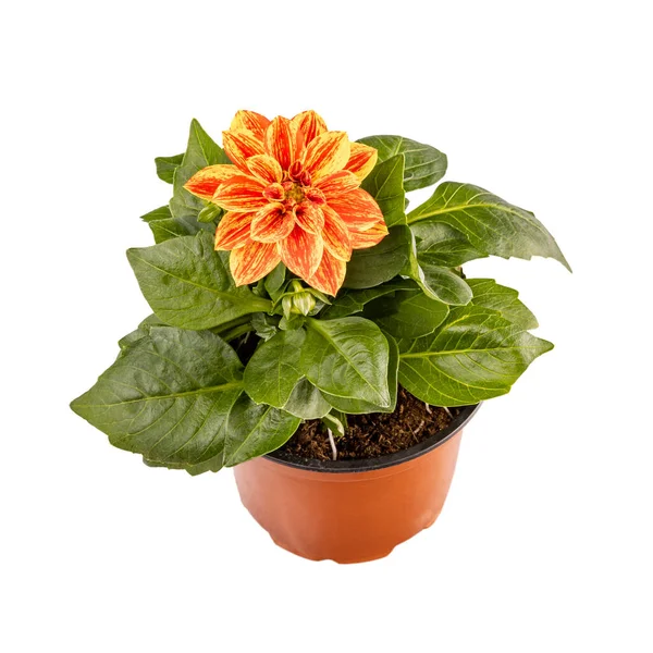 Dahlie Orange Blume Einem Topf Isoliert Auf Weißem Hintergrund — Stockfoto