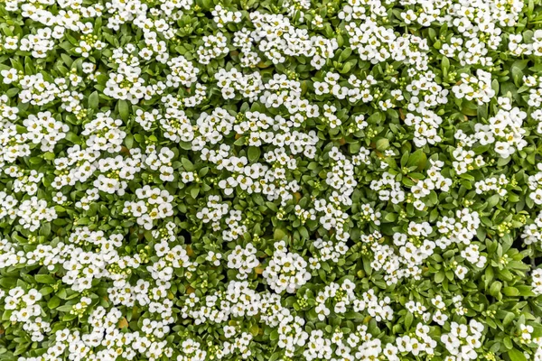 Vit Söt Alyssum Blommor Bakgrund Lobularia Maritima Växer Växthus Redo — Stockfoto