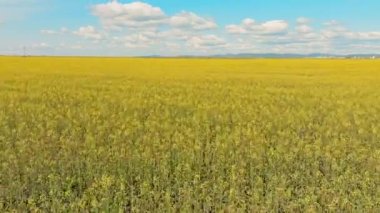 Güneşli bir günde çiçek açan kolza tohumu tarlası. Hava fotoğrafçılığı, İHA görünümü