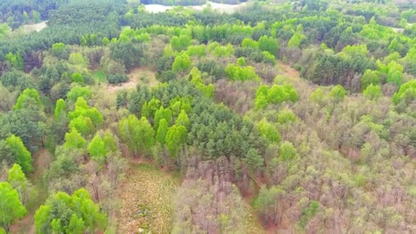 Luchtfoto Van Moerassig Gemengd Bos Met Landweggetjes Door Het Groene — Stockvideo