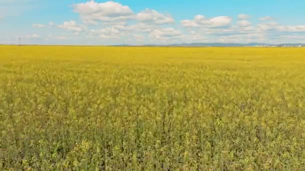 Kwitnące Pole Rzepaku Słoneczny Dzień Fotografia Lotnicza Widok Drona — Wideo stockowe