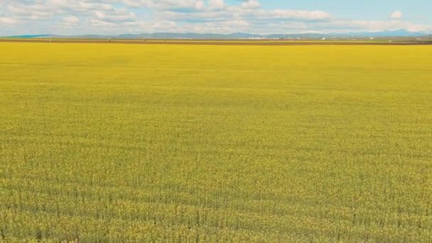 Vue Aérienne Champ Colza Paysager Champ Floraison Colza Vue Drone — Video