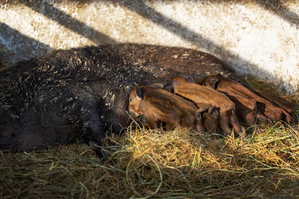 Newborn Mangalica Piglets Suckling Sow — Foto de Stock