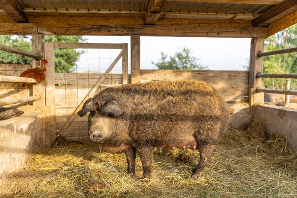 Cerdo Mangalica Húngaro Con Pelo Grueso Rizado Busca Comida —  Fotos de Stock