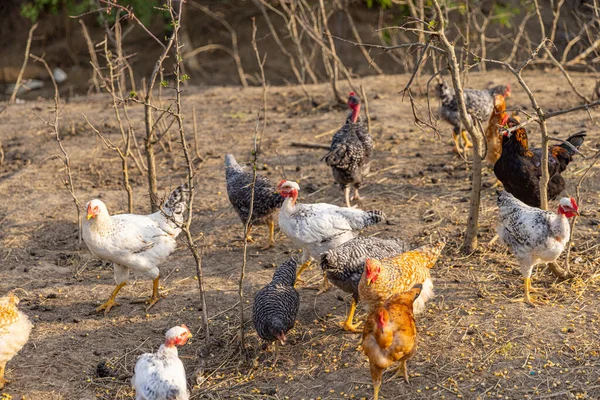 Group Free Range Chicken Hens Farm Sunny Day — Stock fotografie